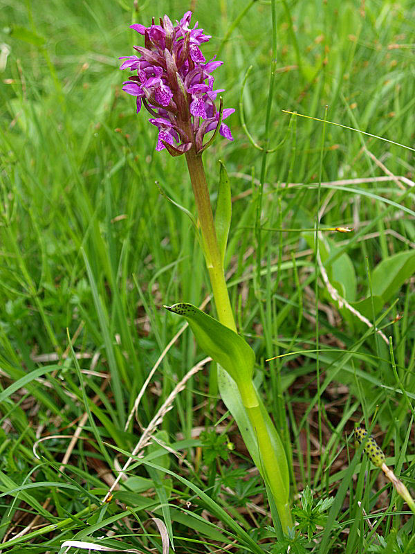 Chiedo ancora aiutooooo (Dactylorhiza incarnata/lapponica?)